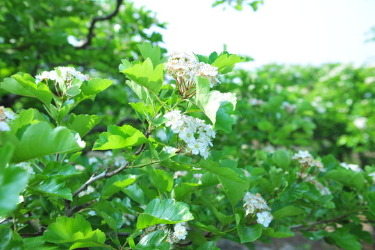 山楂花 山楂園