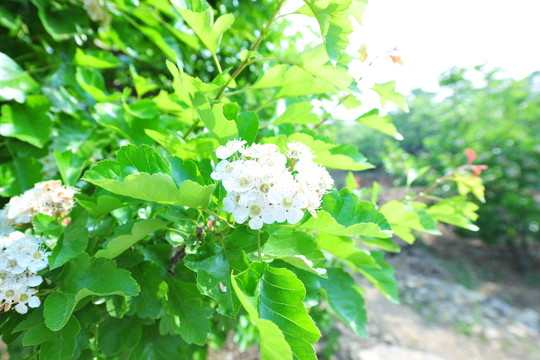 山楂花