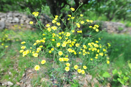 野花 野草
