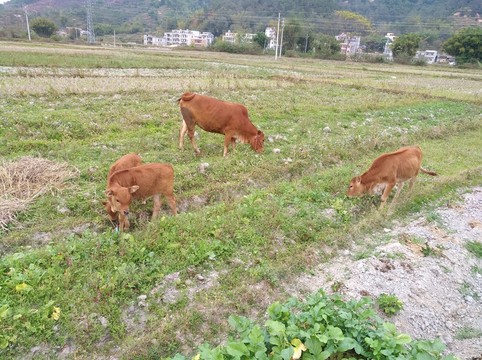 牛