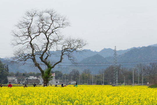 油菜花