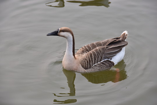 鵝