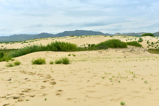 沙漠綠植