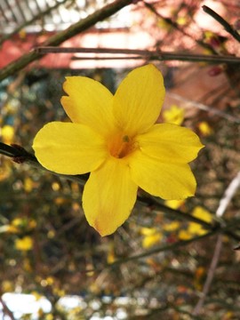 迎春花開