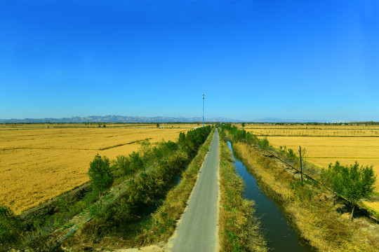 稻田