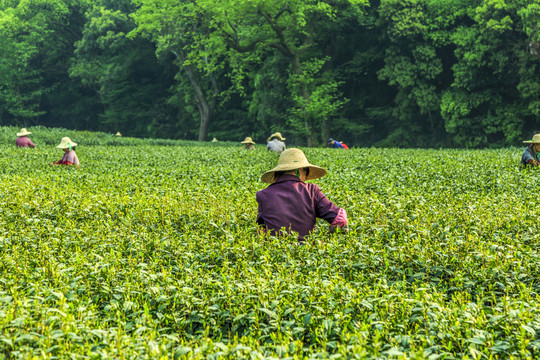 杭州梅家塢茶園
