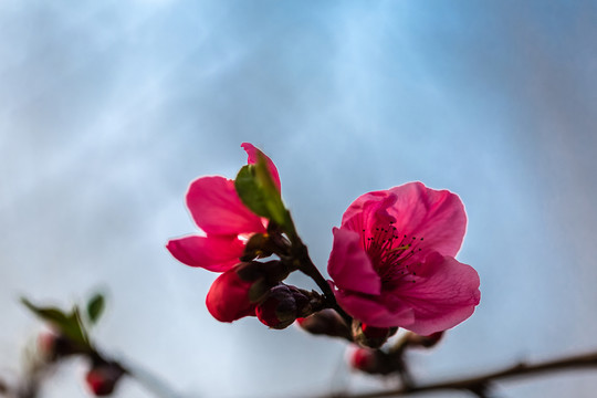 梅花