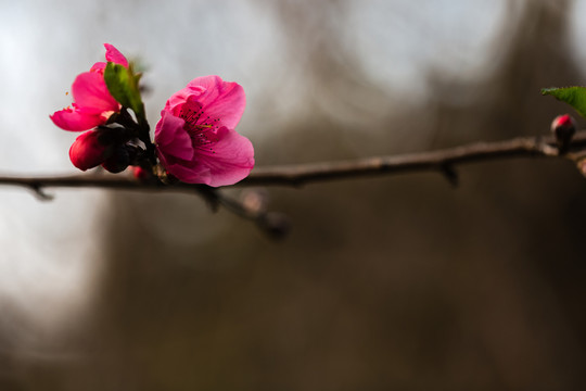 梅花