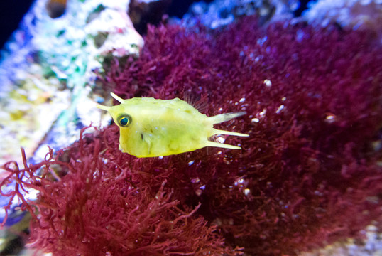 海洋生物 海底觀賞魚特寫