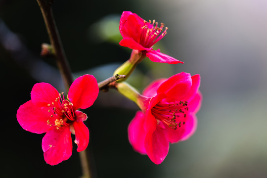 海棠花