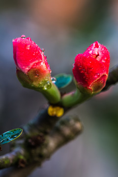 海棠花蕾