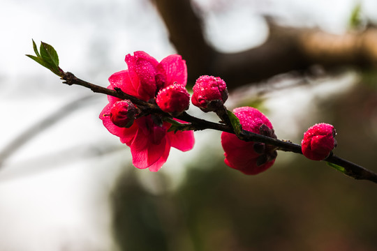 梅花