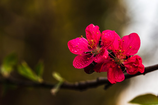 梅花