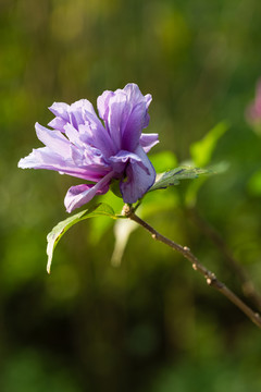 紫色小花