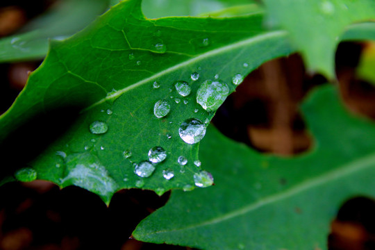 雨后綠葉