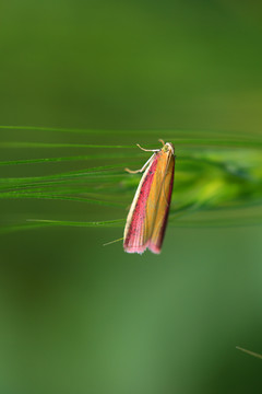 蛾子