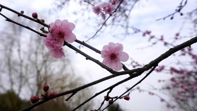 俏也不爭(zhēng)春