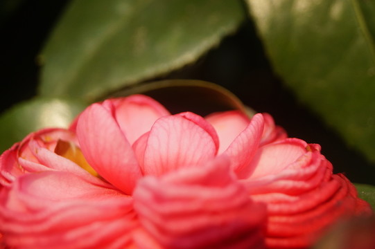 山茶花