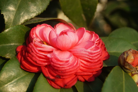 山茶花