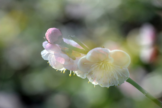 梅花