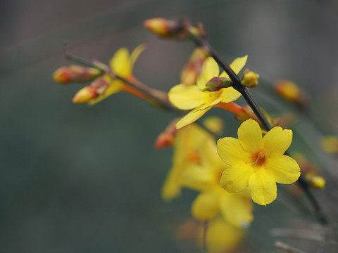 迎春花