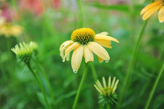 花草