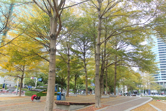 城市綠化