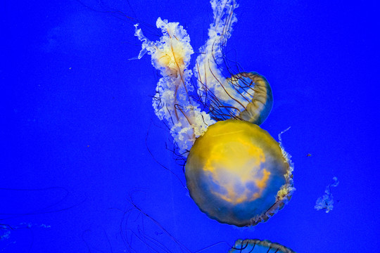 海蕁麻水母 夢幻水母