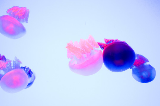 珍珠水母 夢幻水母