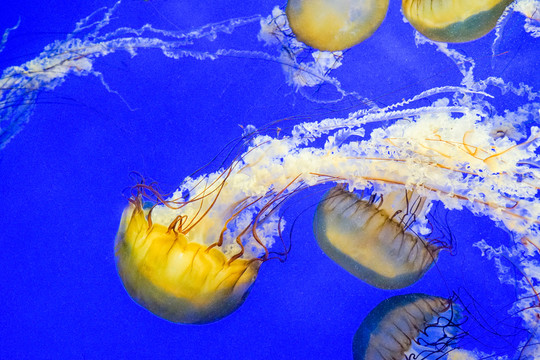 海蕁麻 夢幻水母