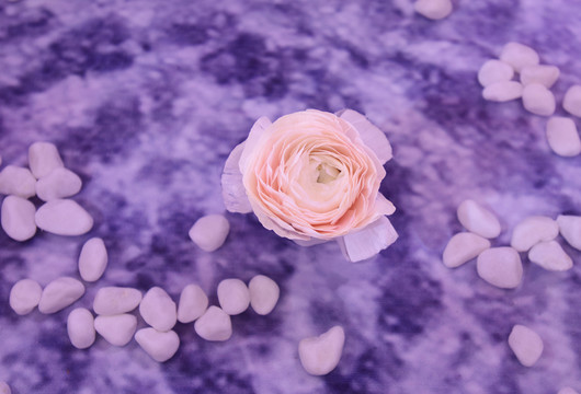 水池中的鮮花