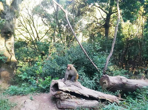 彌猴