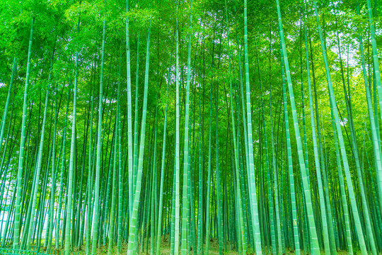 竹林 竹子