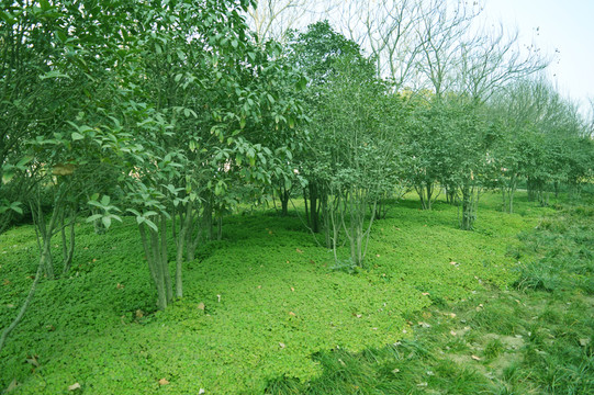 綠樹(shù)林