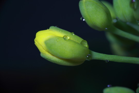油菜花花苞