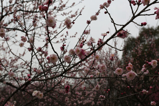 梅花