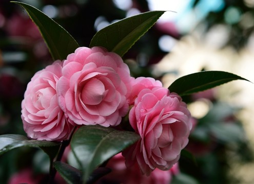 茶花 花團錦簇
