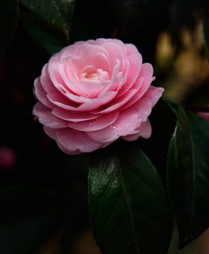山茶花 綻放
