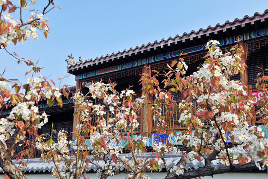 梨花滿院