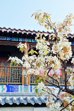 春天園林花卉