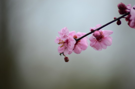 梅花
