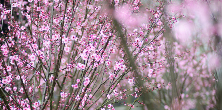 梅花