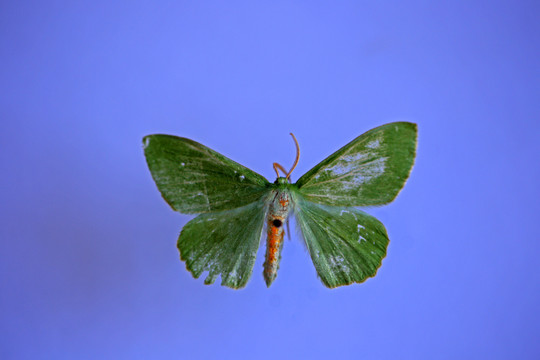 碟青尺蛾標(biāo)本