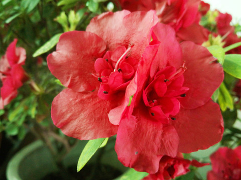 杜鵑花