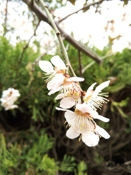 果樹(shù)花  杏樹(shù)