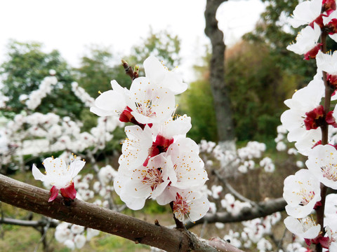 滿(mǎn)園春光