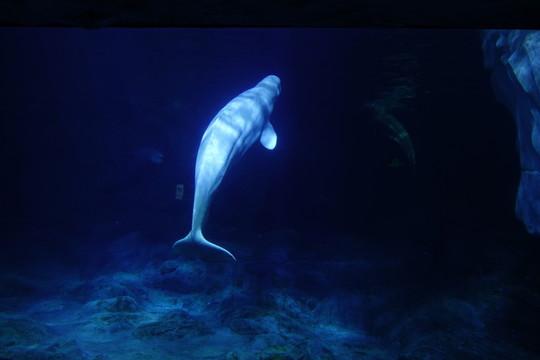 海豚