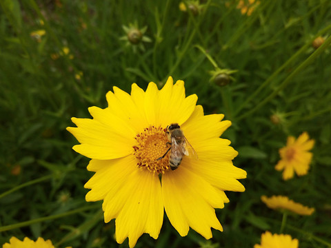 蜜蜂與花