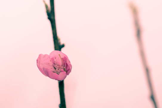 一朵桃花