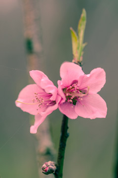 并蒂桃花特寫